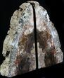 Madagascar Petrified Wood Bookends - Tall #34497-1